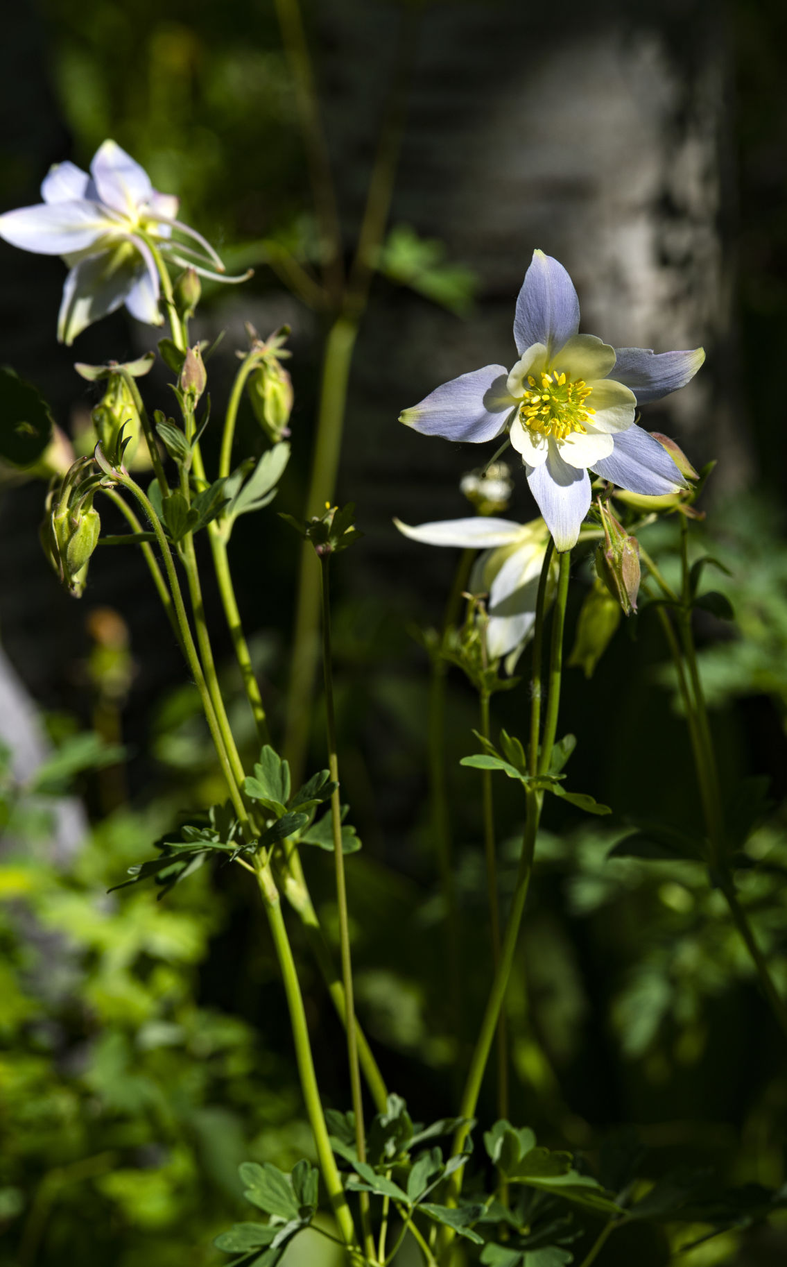 06_28_19 wildflowers1489.jpg
